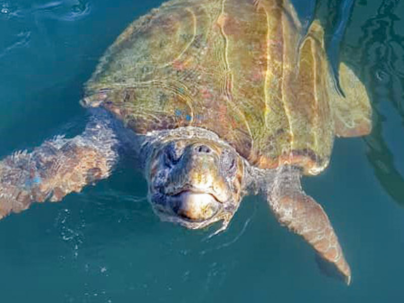 Private Cruises Kefalonia - Boat trip to Ithaca - Kefalonia Sailing